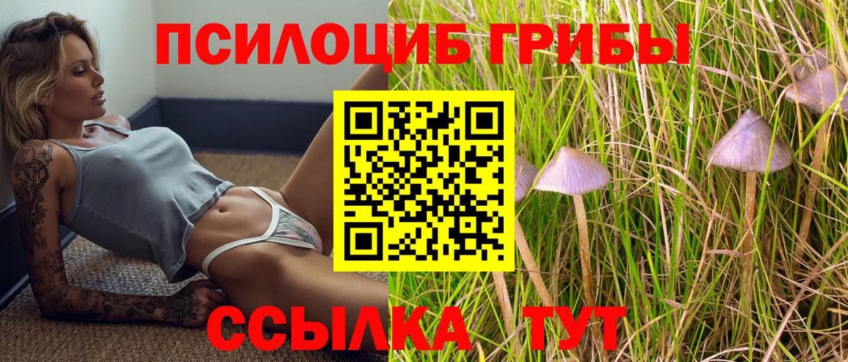 Псилоцибиновые грибы мицелий Сокол